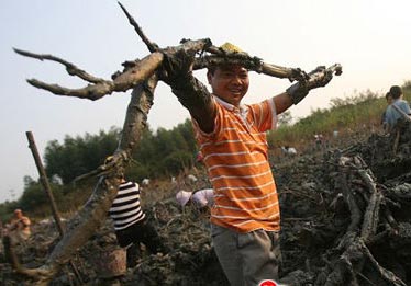 600岁藕塘产奇藕 千人徒手抢挖(组图)